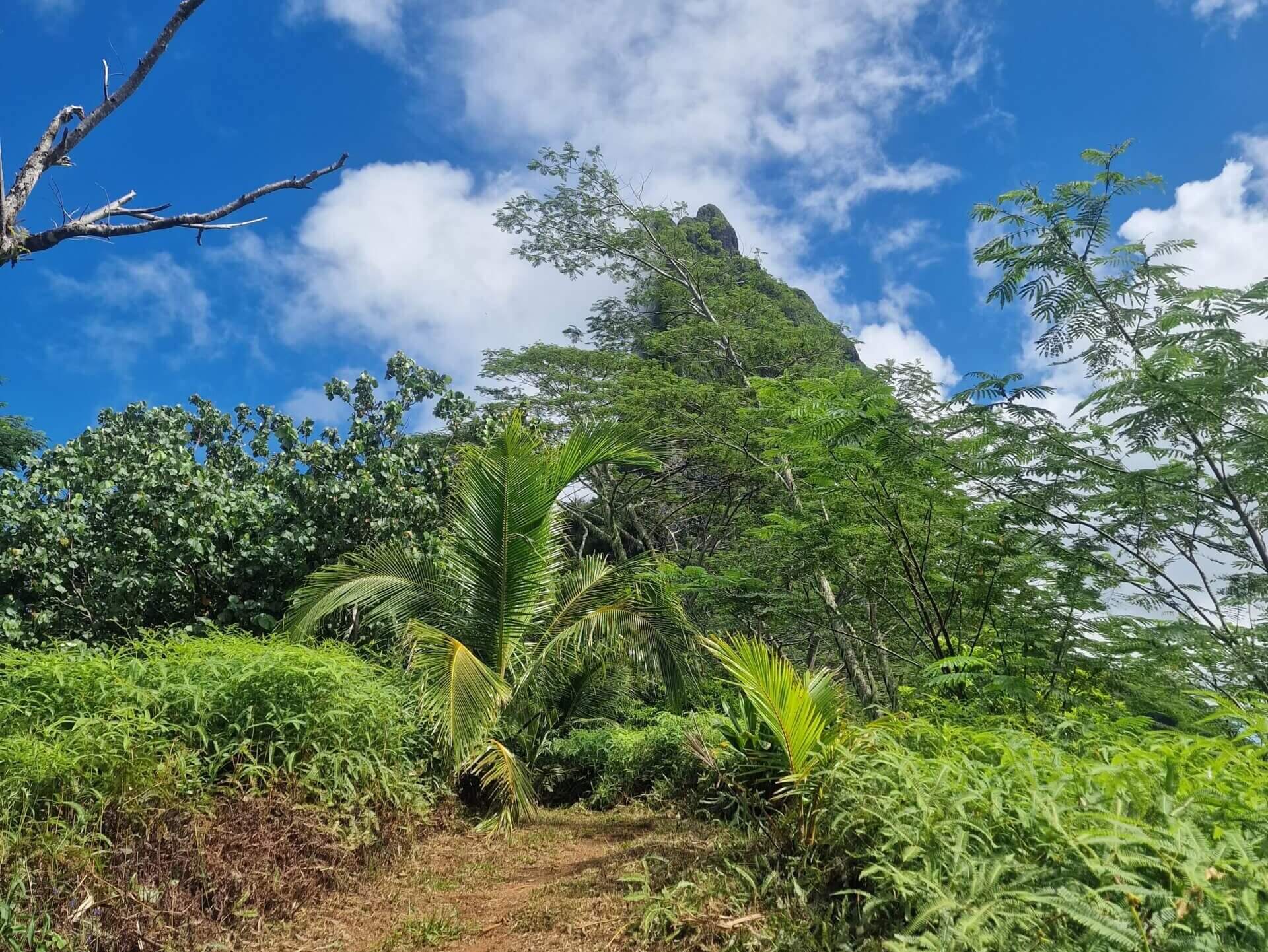 Best Hiking Trail in Moorea: Three Coconuts Pass (Col Des Trois Cocotiers)