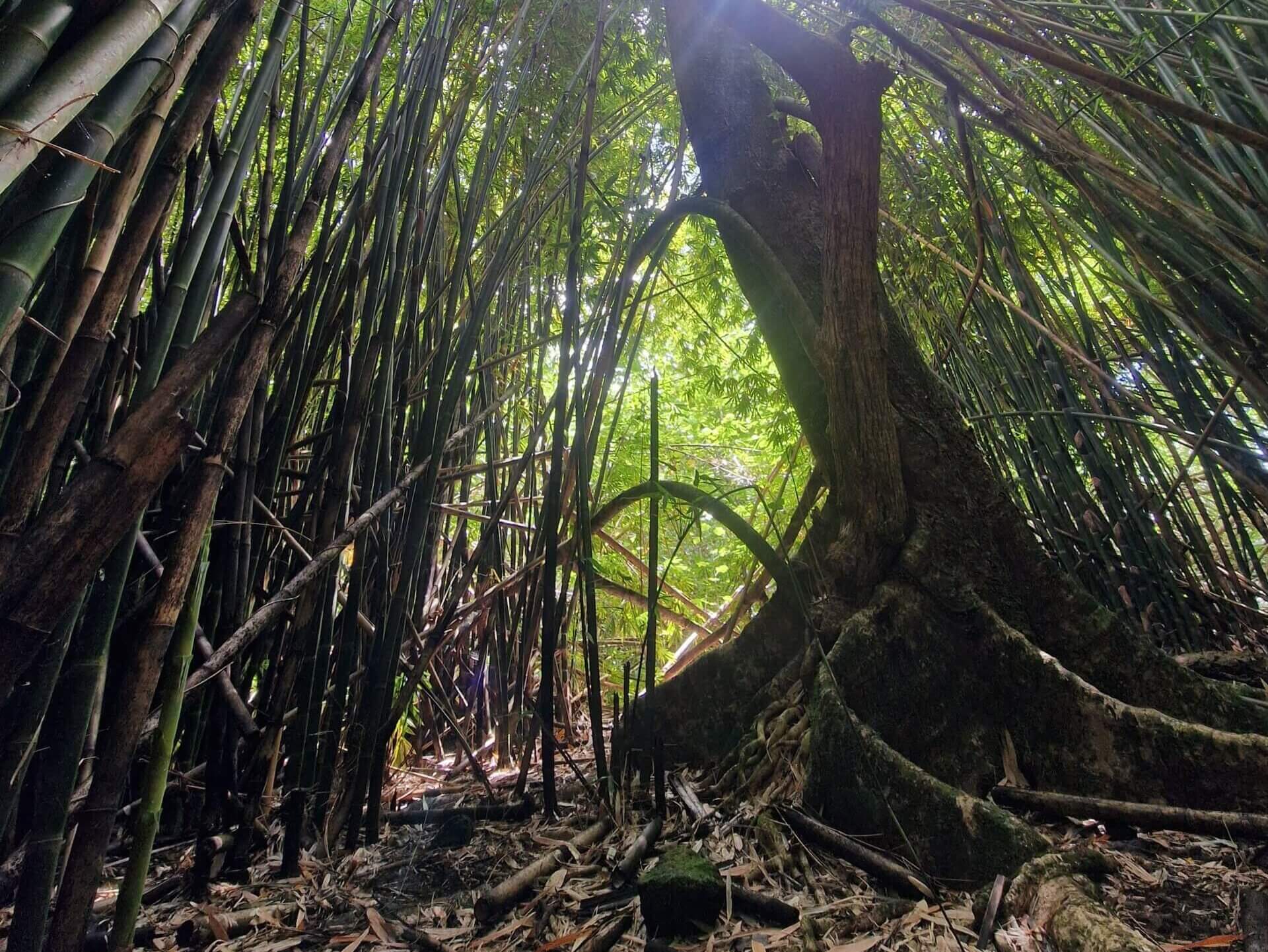 Best Hiking Trail in Moorea: Three Coconuts Pass (Col Des Trois Cocotiers)