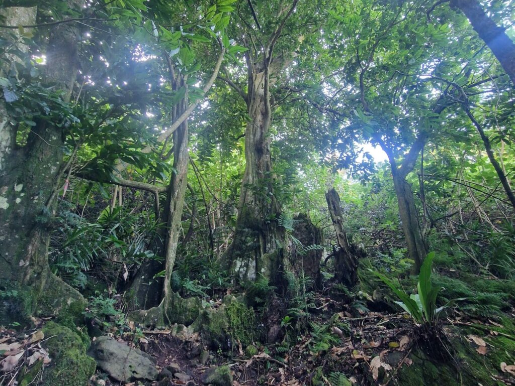 Best Hiking Trail in Moorea: Three Coconuts Pass (Col Des Trois Cocotiers)