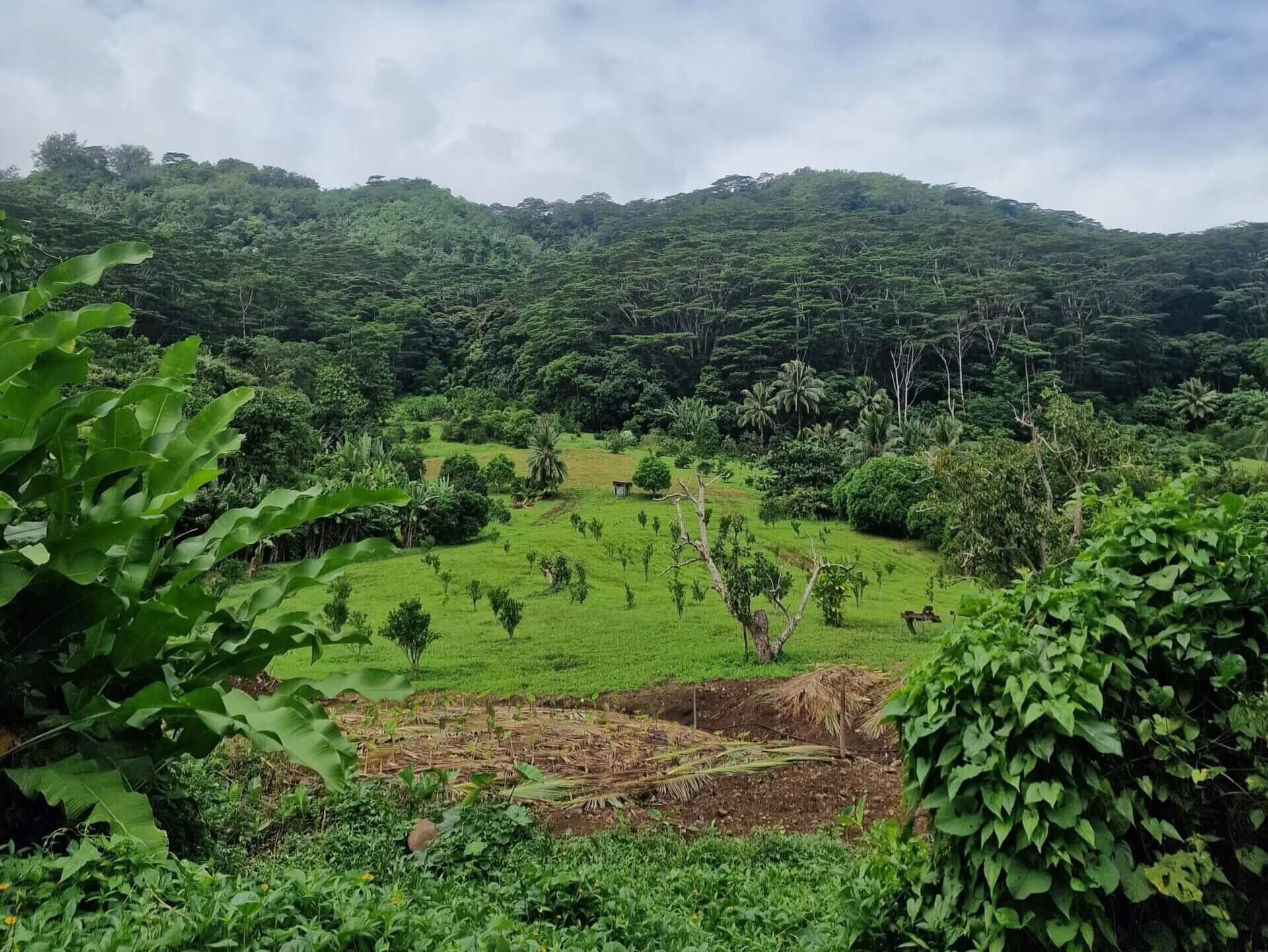 Best Hiking Trail in Moorea: Three Coconuts Pass (Col Des Trois Cocotiers)