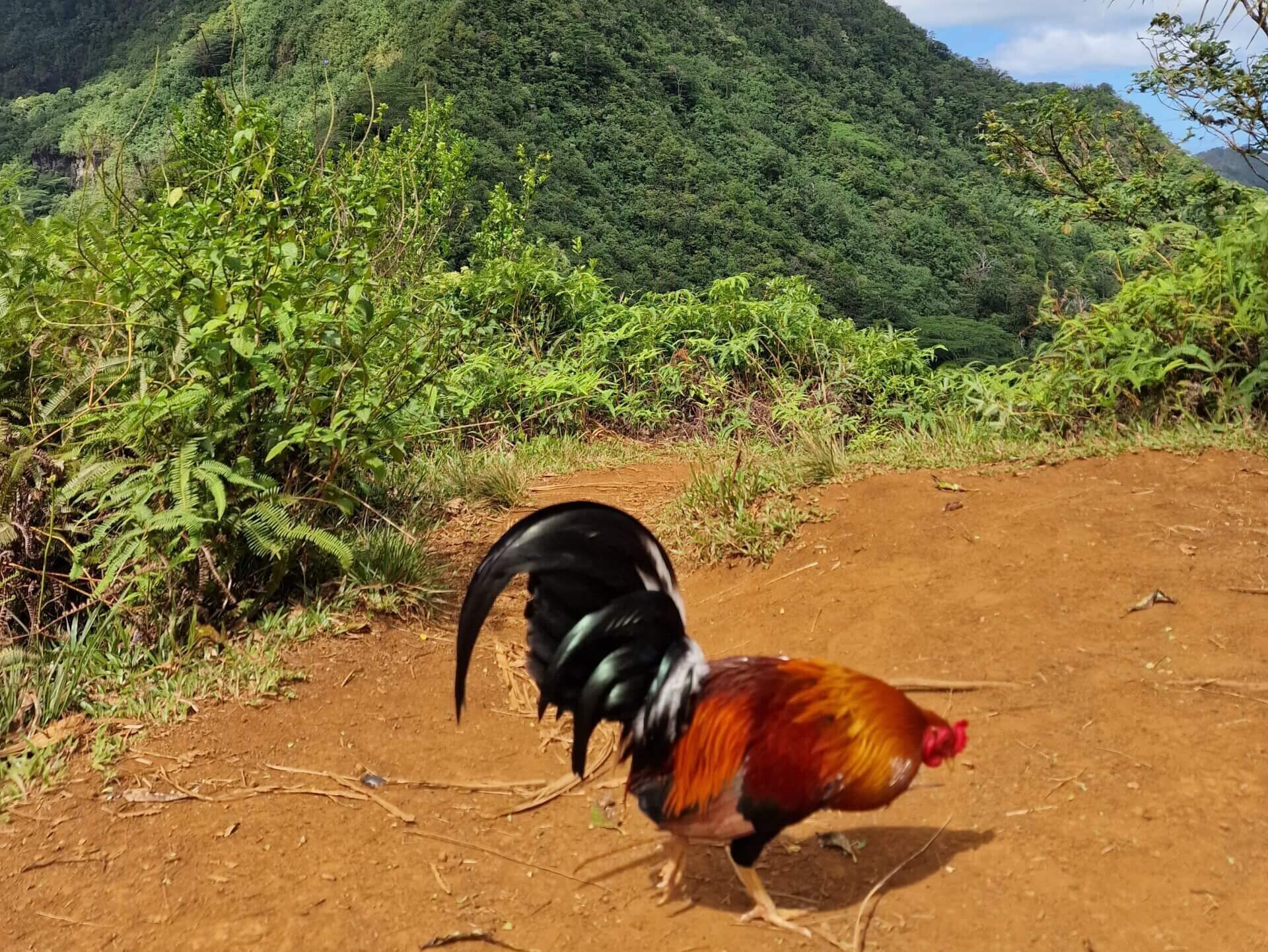 Best Hiking Trail in Moorea: Three Coconuts Pass (Col des Trois Cocotiers)