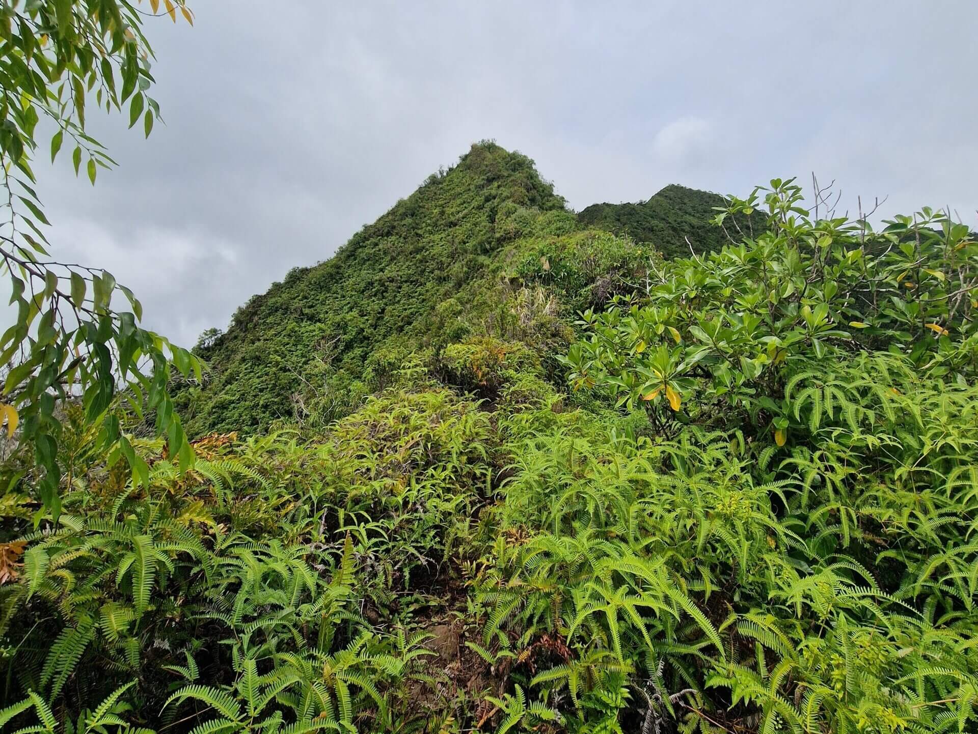 Mount Rotui Hiking Trail: Best Hike in Moorea