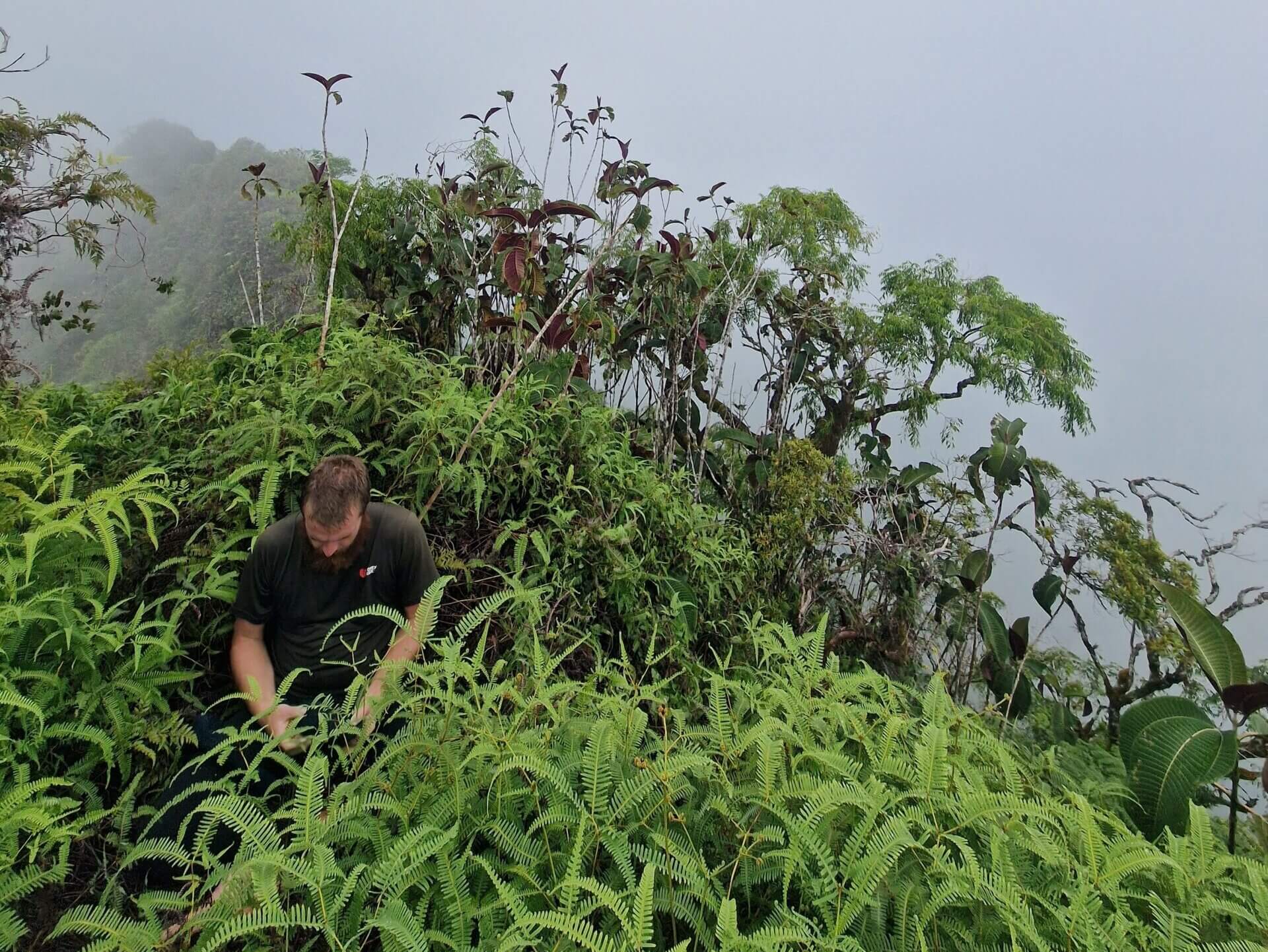 Mount Rotui Hiking Trail: Best Hike in Moorea