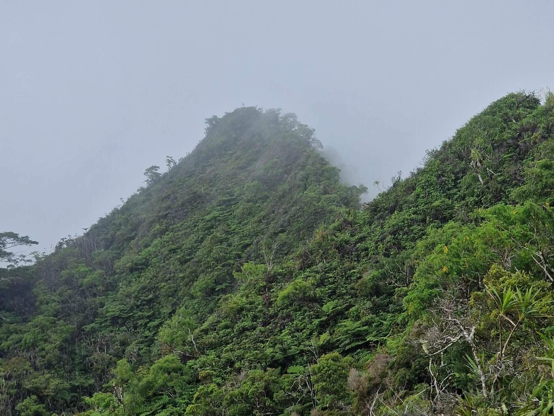 Mount Rotui Hiking Trail: Best Hike in Moorea