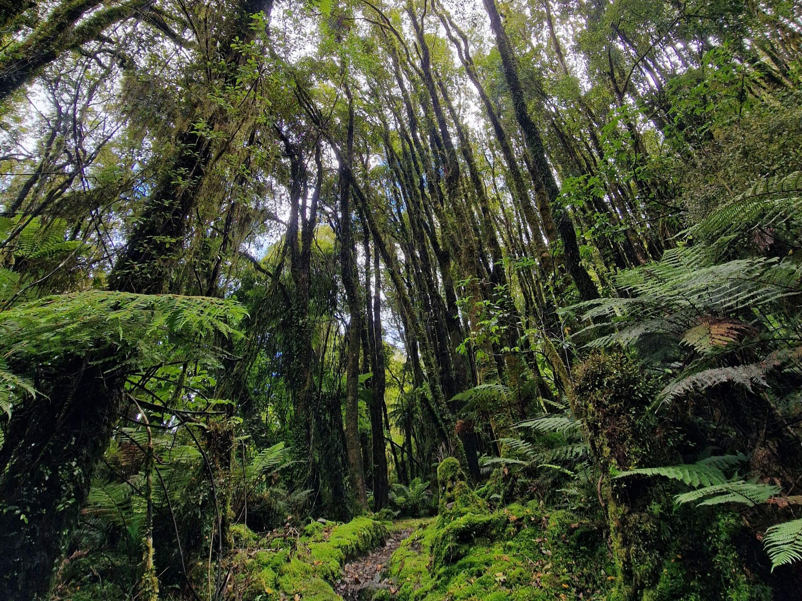 Roberts Point Track (2024): Ultimate Hiking Guide