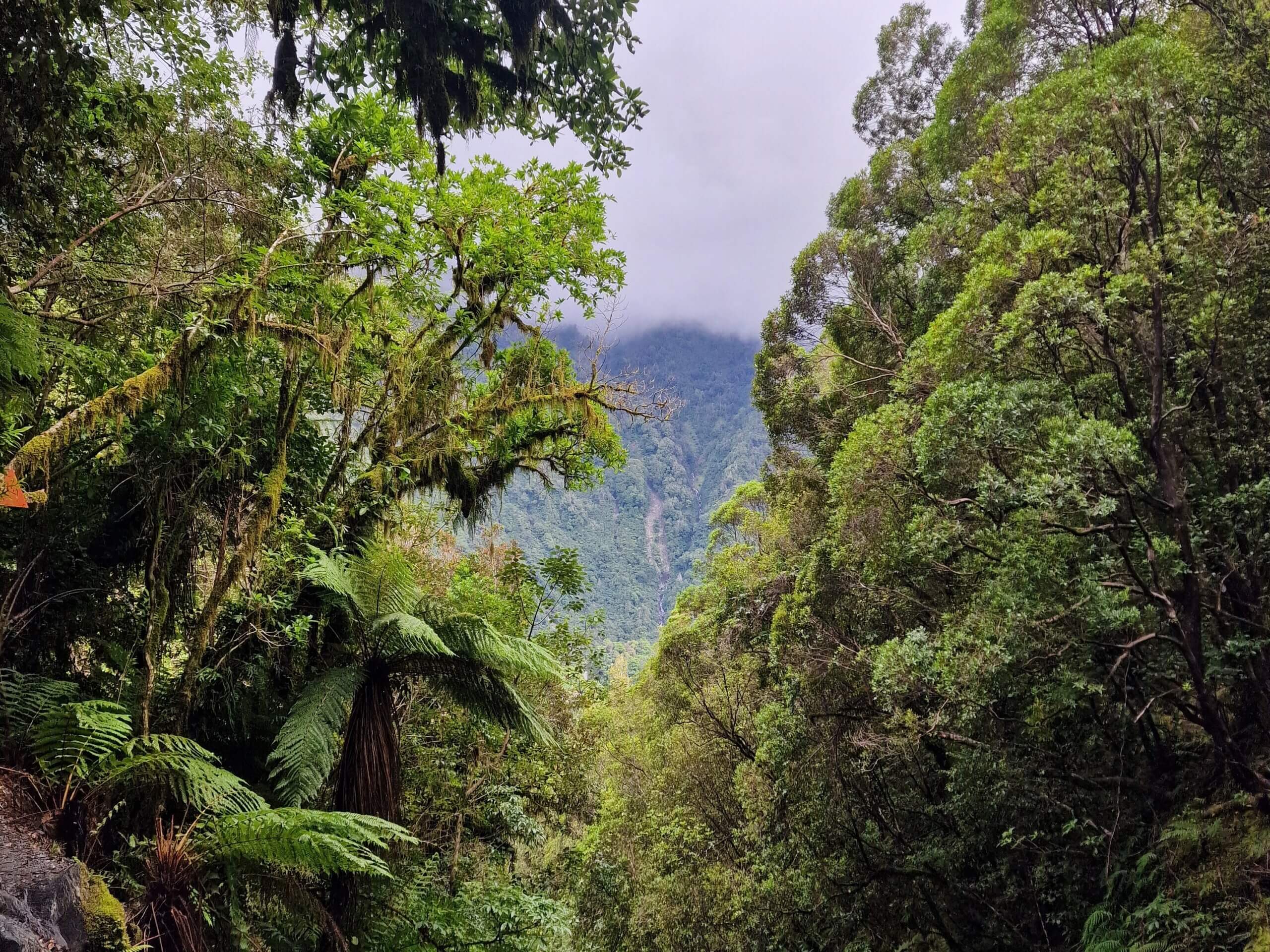 Roberts Point Track (2024): Ultimate Hiking Guide