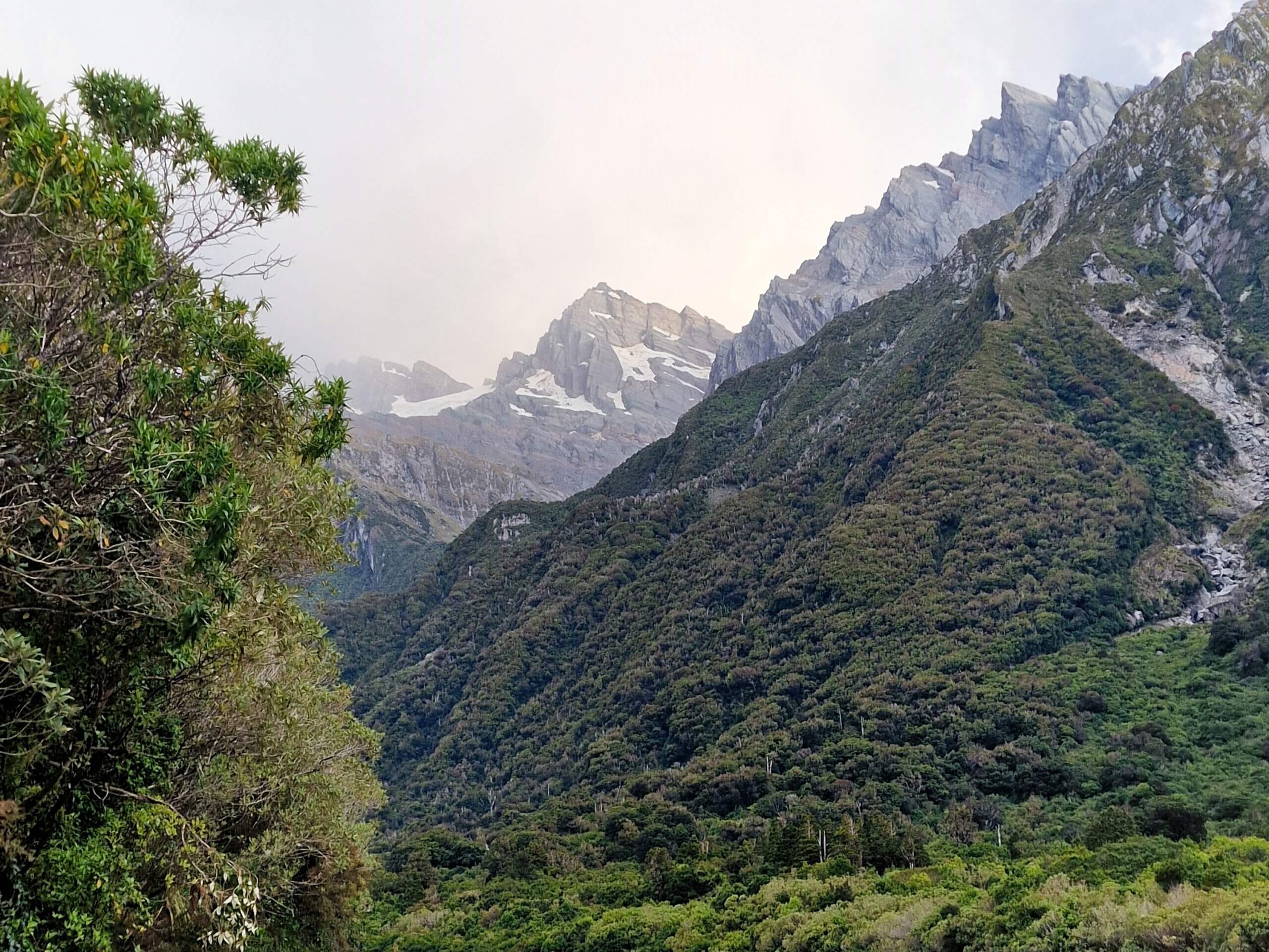 Copland Track to Welcome Flat Hut (2024): Ultimate Hiking Guide