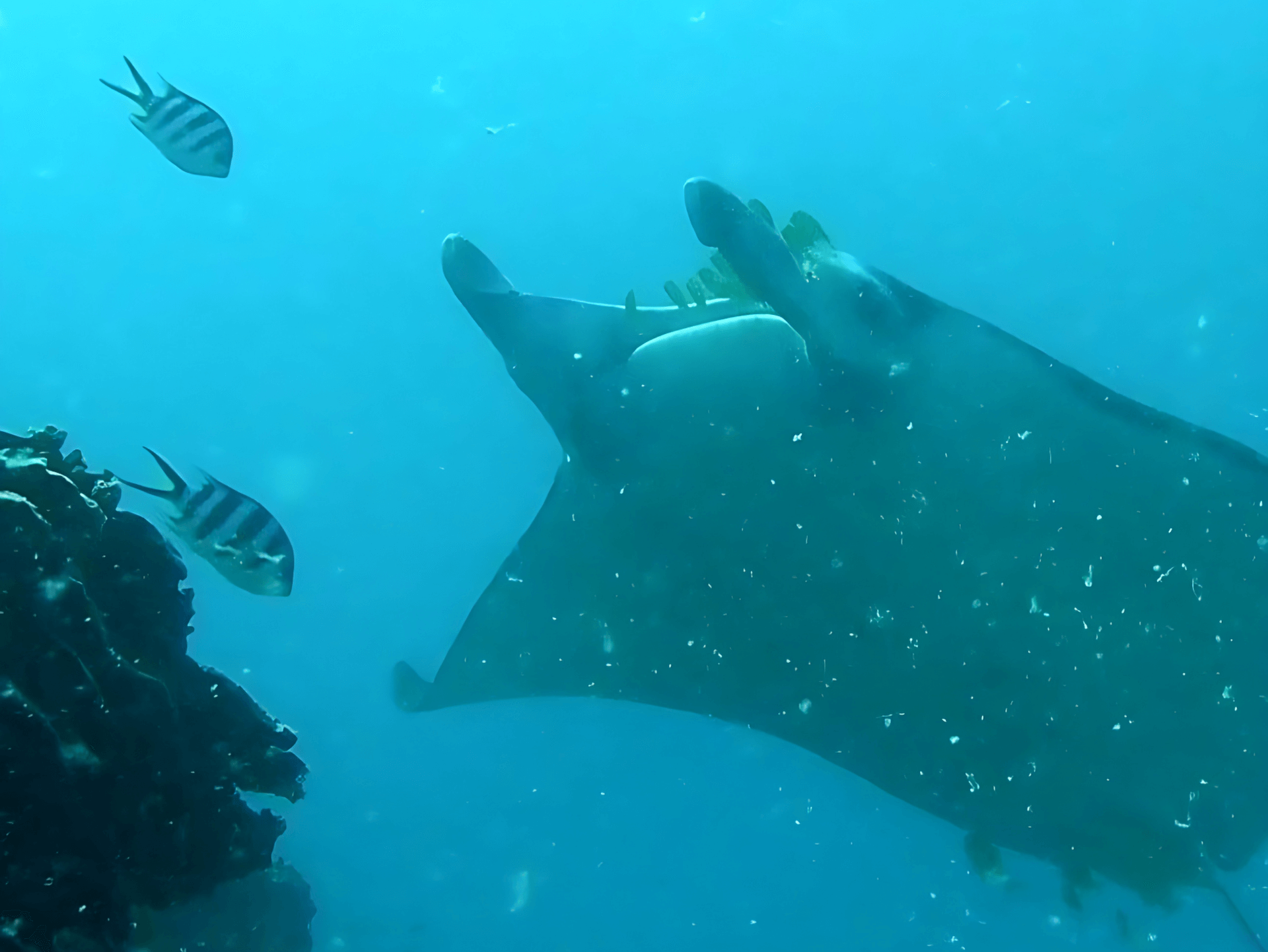 Scuba Diving in Bora Bora: Ultimate Guide