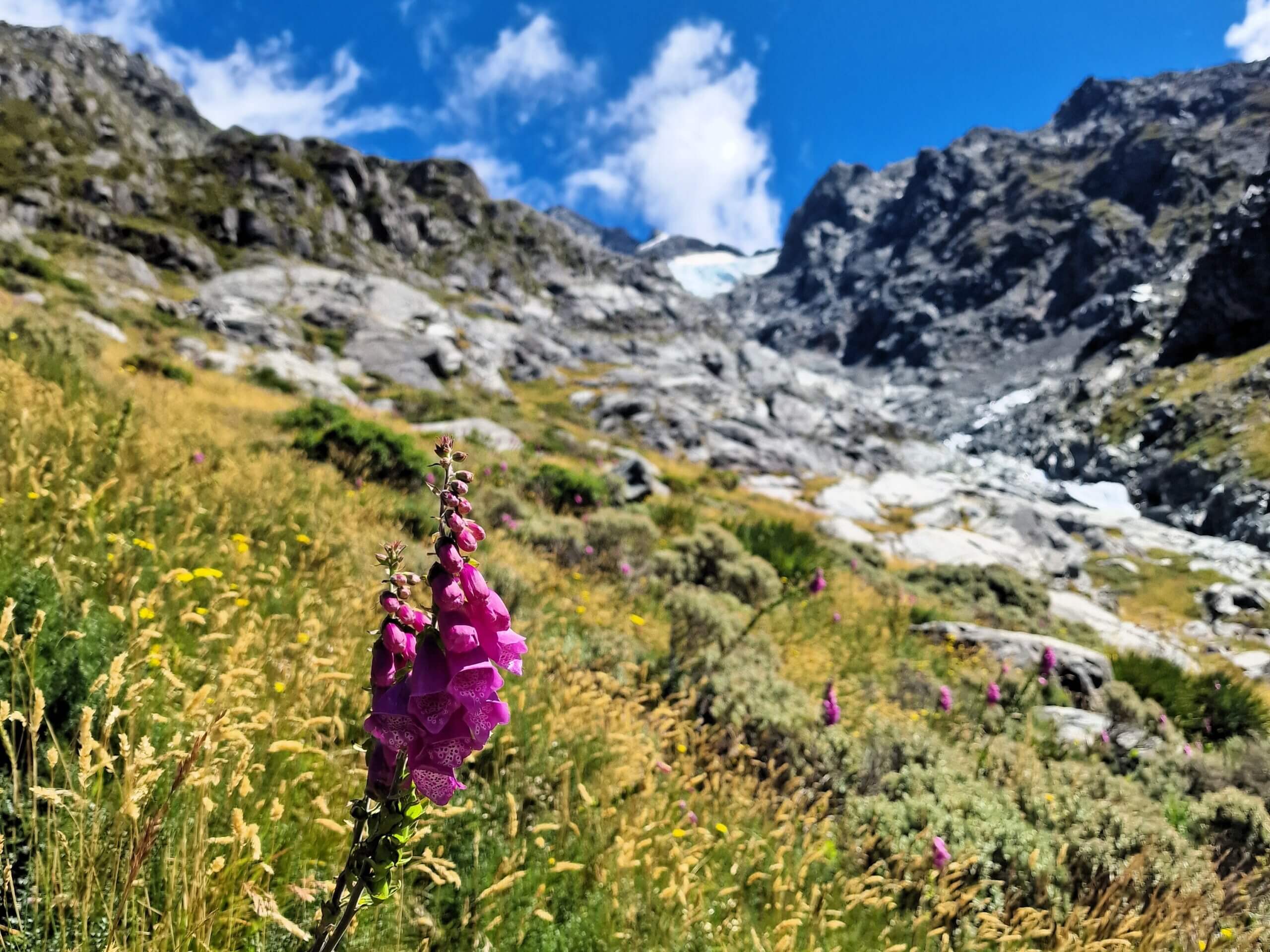 Sefton Bivouac Track: Best Hike in Aoraki/Mount Cook National Park (2024)