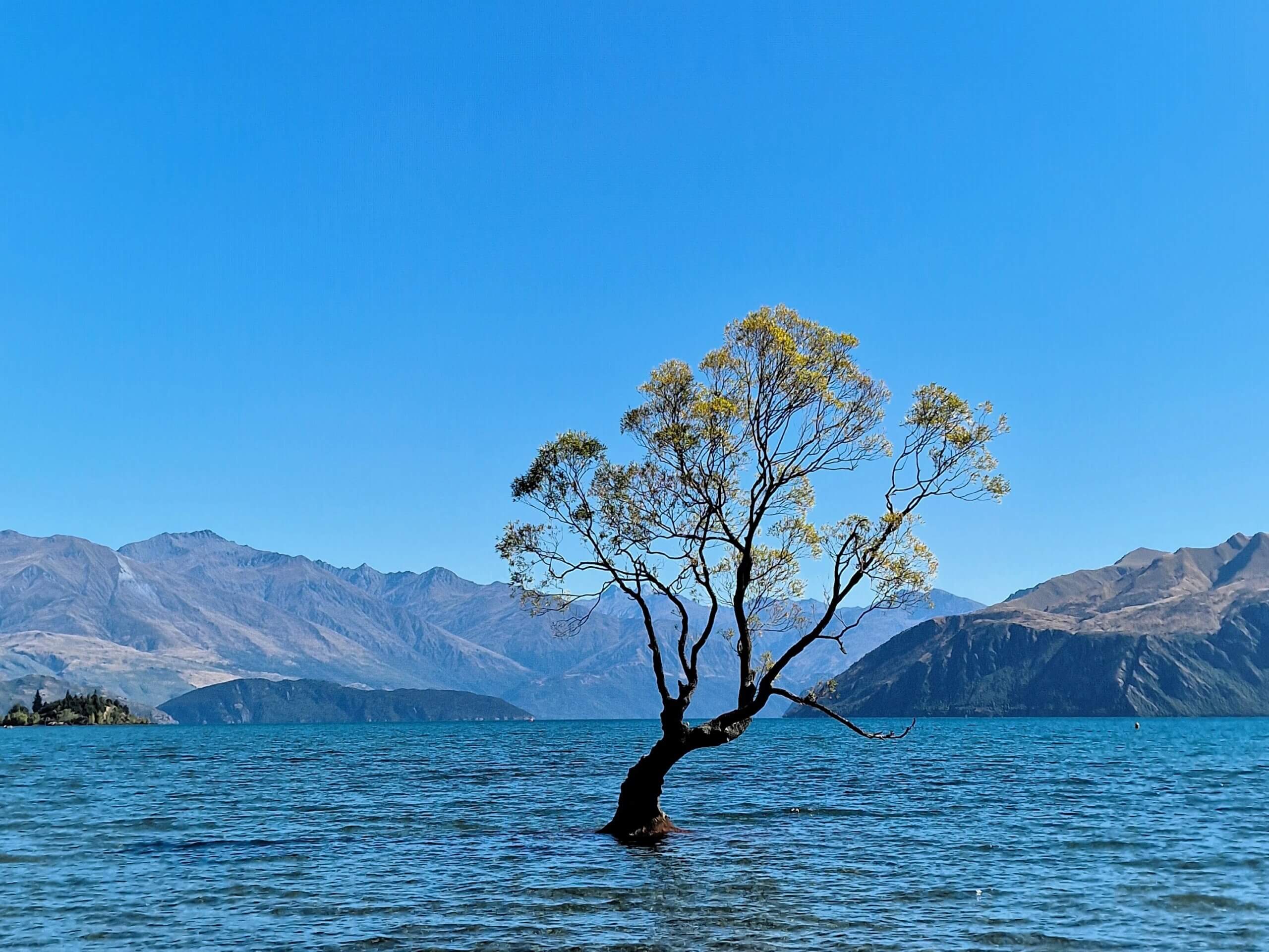 Roys Peak Track: Ultimate Hiking Guide (2024)