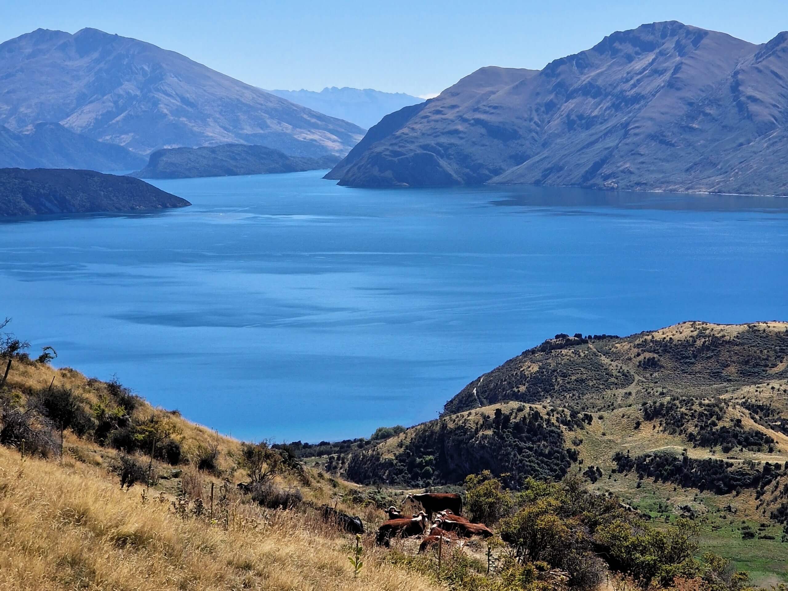 Roys Peak Track: Ultimate Hiking Guide (2024)