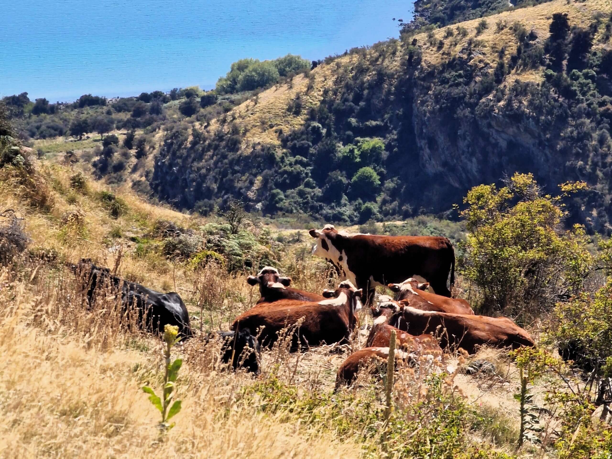 Roys Peak Track: Ultimate Hiking Guide (2024)