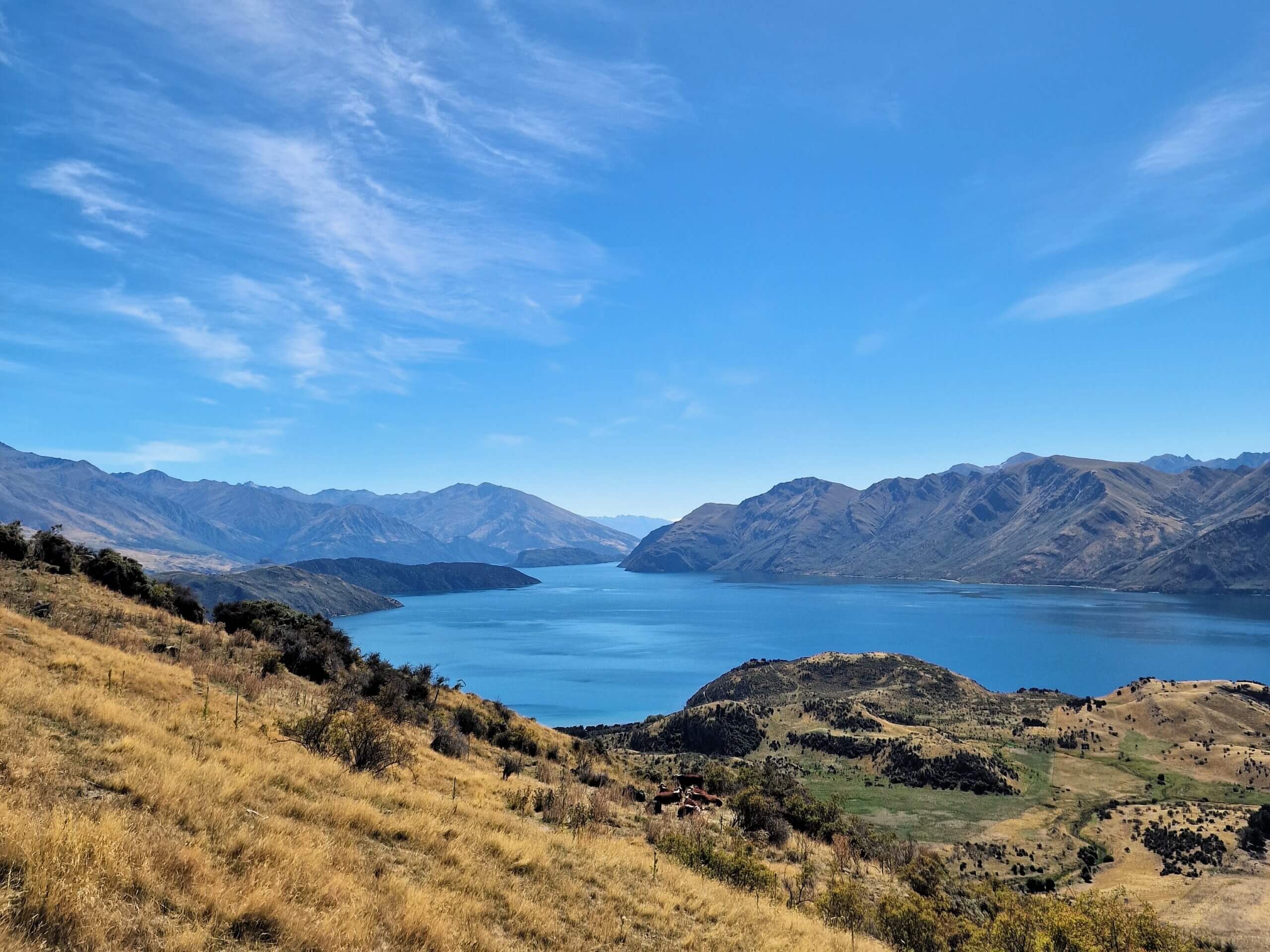 Roys Peak Track: Ultimate Hiking Guide (2024)