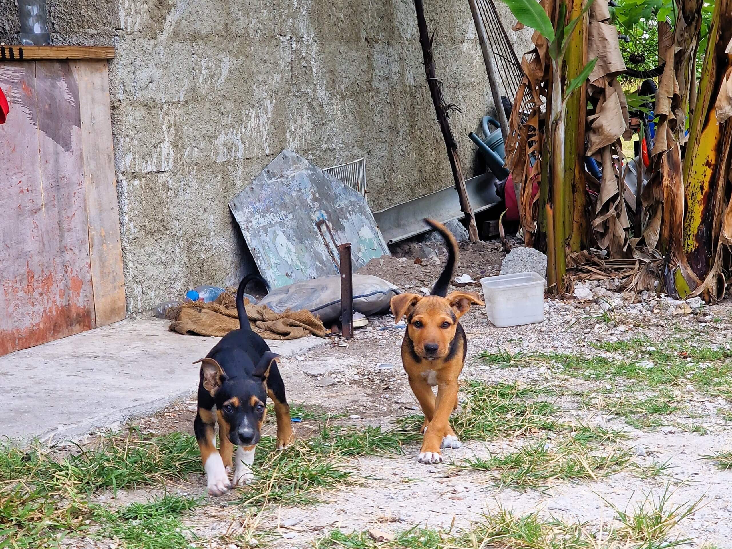 Life of Rainui: A touching tale from Makemo, French Polynesia