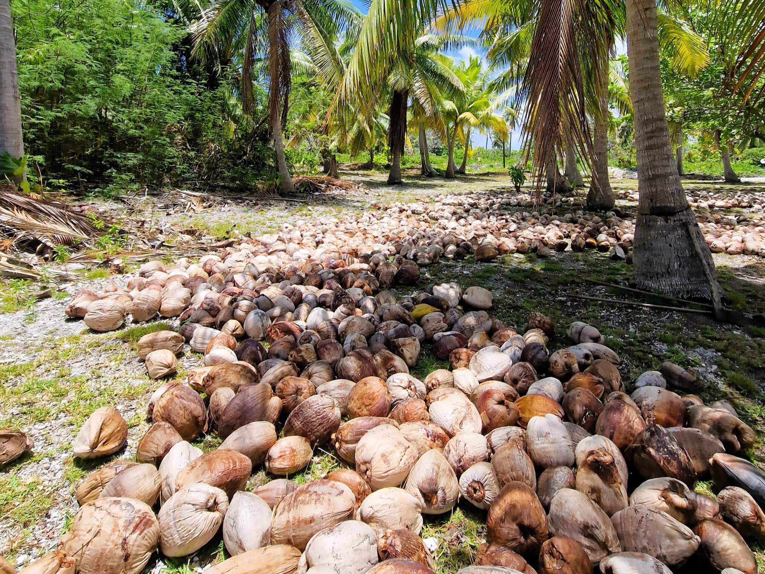 Life of Rainui: A touching tale from Makemo, French Polynesia