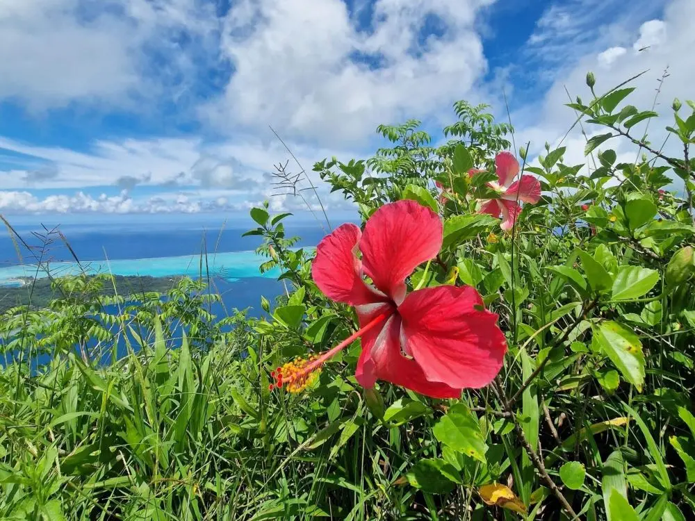A local hibiscus flower on the hike to Mount Piri on the island of Bora Bora in French Polynesia