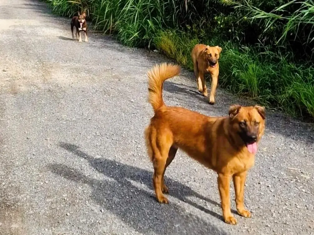 A herd of dogs on the three waterfalls hiking trail in Raiatea, French Polynesia