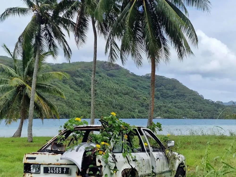 Old car with plants growing out of it from my Taha'a Bicycle Guide in French Polynesia