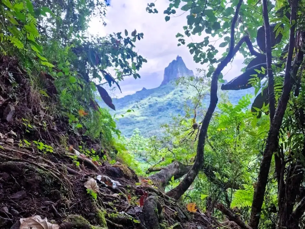 View from The Opunohu Bay Trail in Moorea