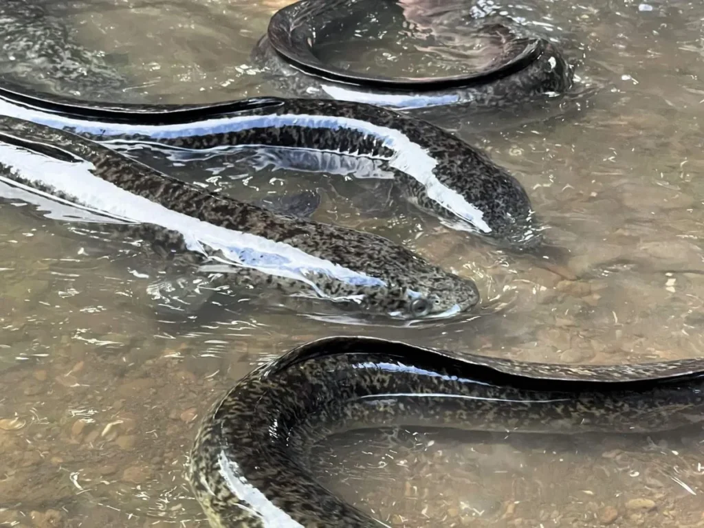 Eels in the river on the way to the Opunohu Bay Trail in Moorea, French Polynesia