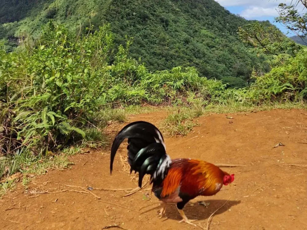 "Ralph The Rooster" a rooster living at the viewpoint on the three coconut's pass hiking trail in Moorea, French Polynesia