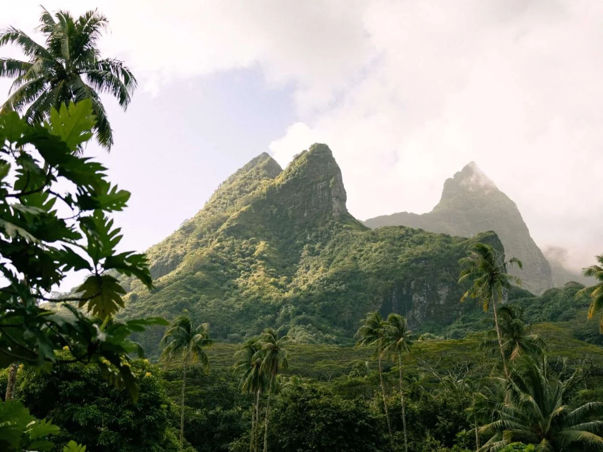 Jungle views of Taha'a in French Polynesia