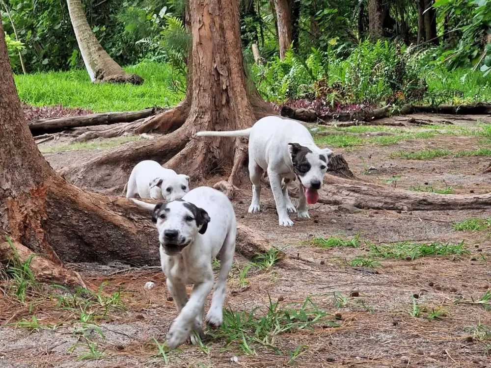 Three white and black dogs run toward the photographer at Mica's home in Bora Bora