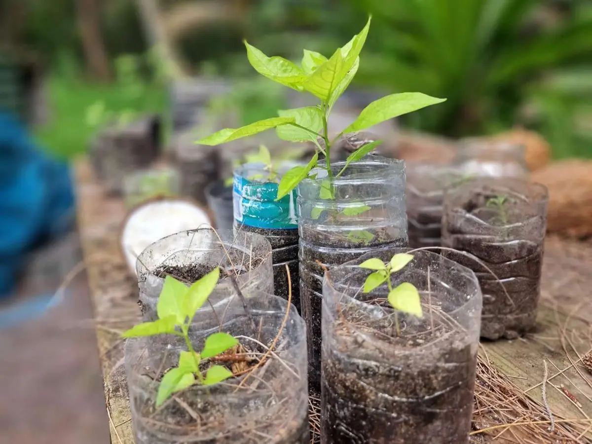 Seeds growing through plastic bottles at Mica's plantage in Bora Bora