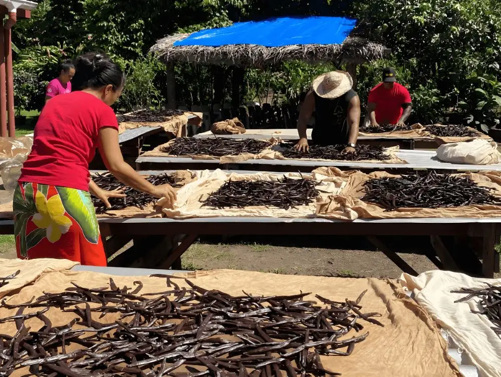 Vanilla farmers sorting vanilla pods on the island of Taha'a in French Polynesia