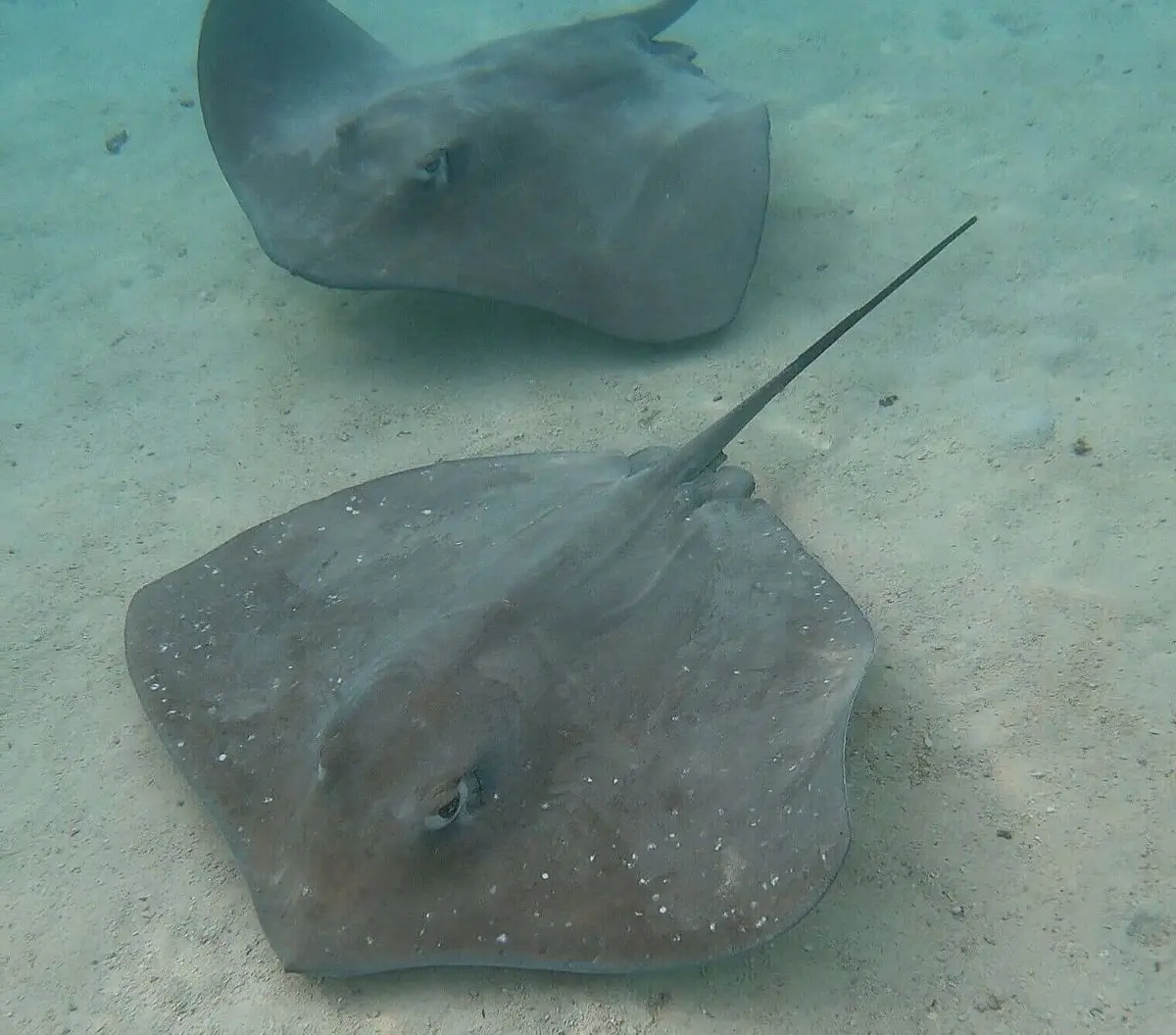 Two stingrays swimming at the best snorkeling spot in Moorea, French Polynesia