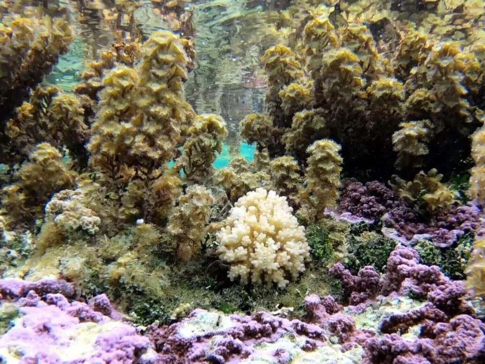 Colorful coral at the Coral Garden drift snorkel spot in Taha'a, French Polynesia