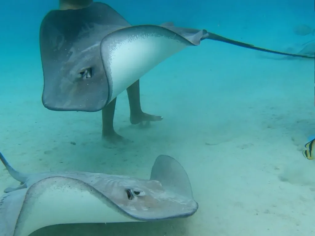 Two stingrays swimming at the best snorkeling spot in Moorea, French Polynesia