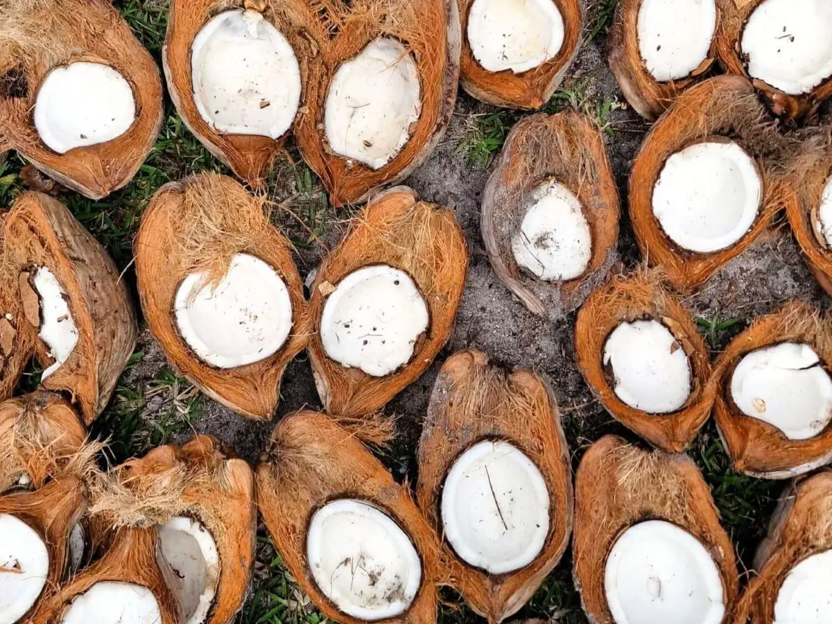 A display of coconuts at Mica's plantage in Bora Bora