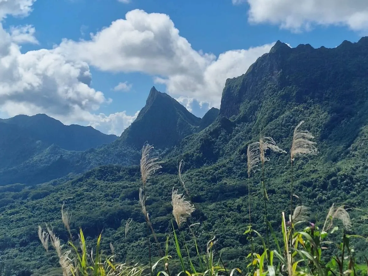 Best Hiking Trail in Moorea: Three Coconuts Pass viewpoint from jungle