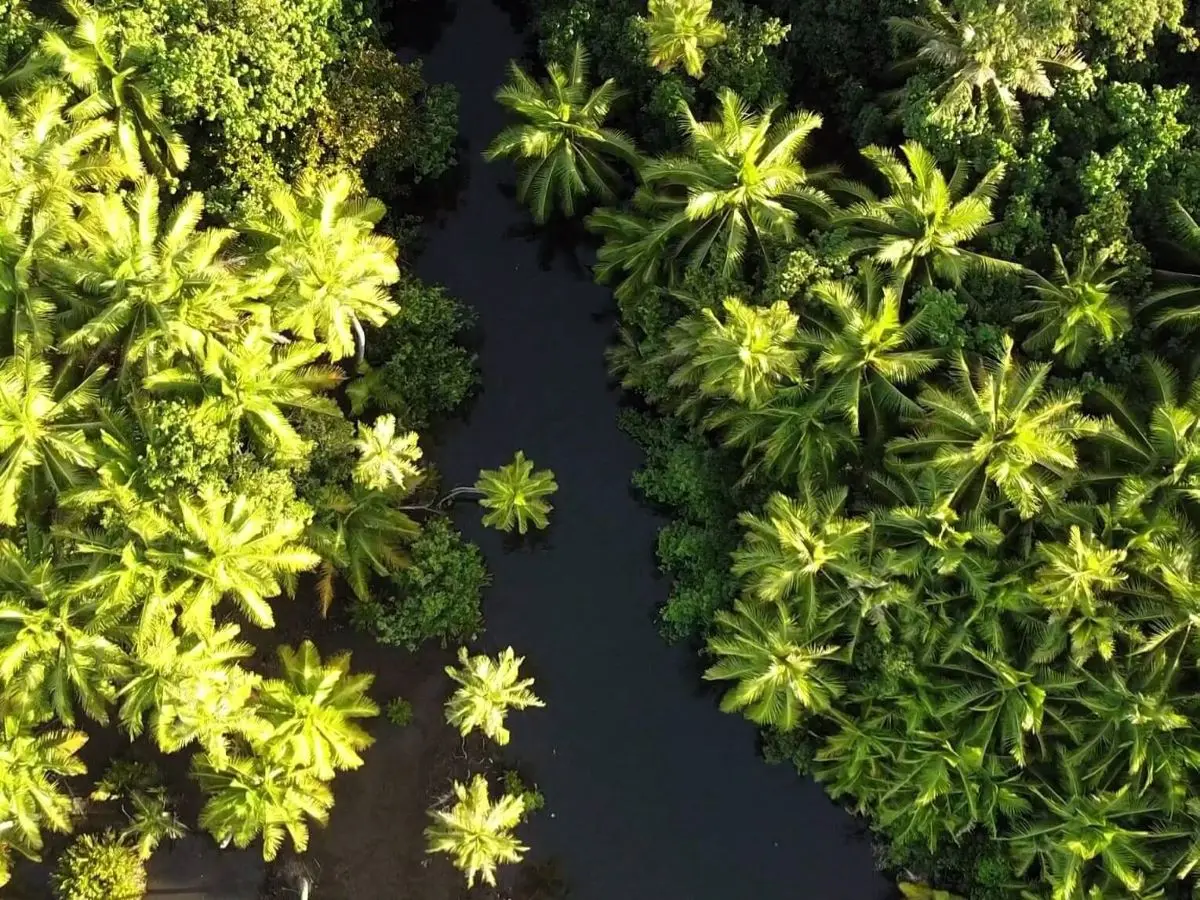 Palm trees in the jungle of Raiatea on the Three Waterfalls hiking trail in French Polynesia