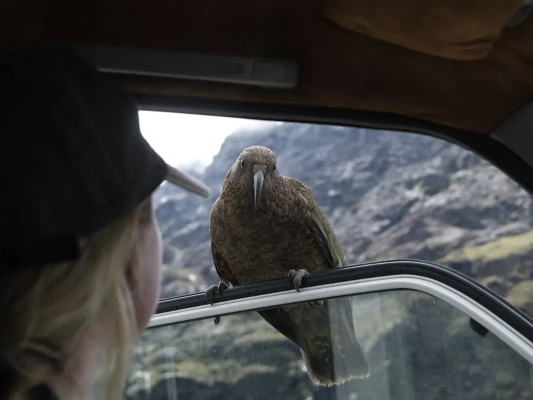 A Kea sitting on a campervan in Fiordland National Park on a New Zealand South Island 14-day Road Trip
