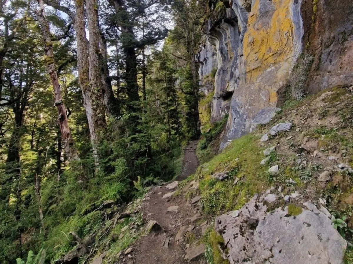 Towering limestone bluffs on the steep forest ascent of the Kepler Track toward Luxmore Hut.