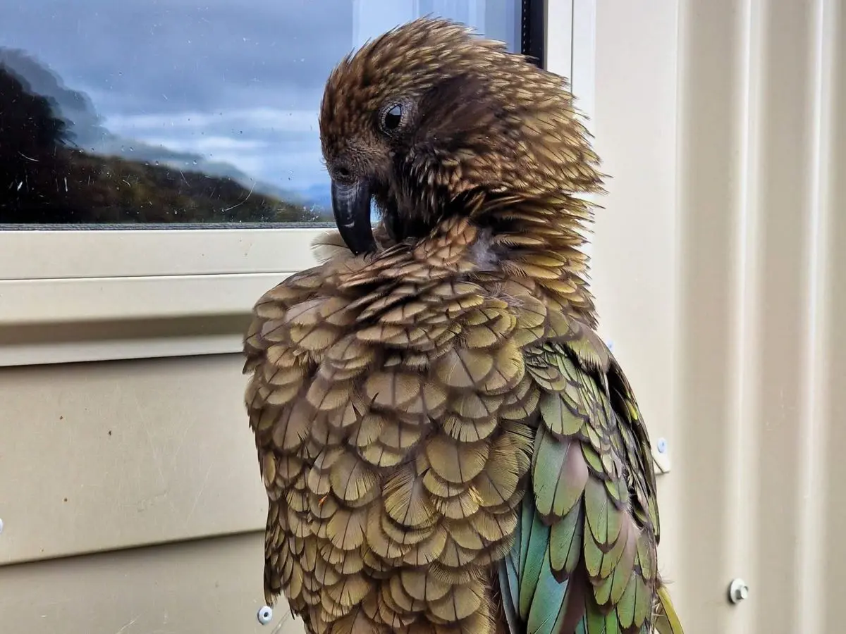 A wild Kea, New Zealand’s native alpine parrot, resting on the deck at Luxmore Hut.