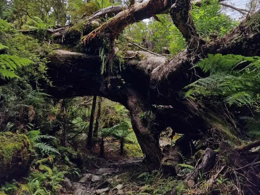 Walking through the rainforest on the Copland Track leading to the Welcome Flat Hut on the West Coast of New Zealand