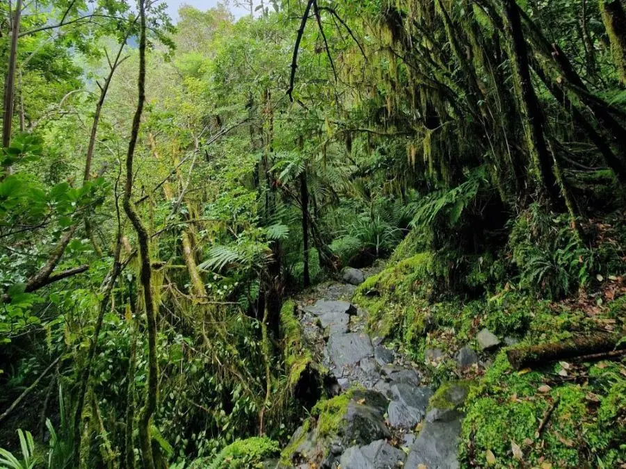 Walking through the lush rainforest leading to the Franz Josef Glacier Viewpoint on the Roberts Point Track