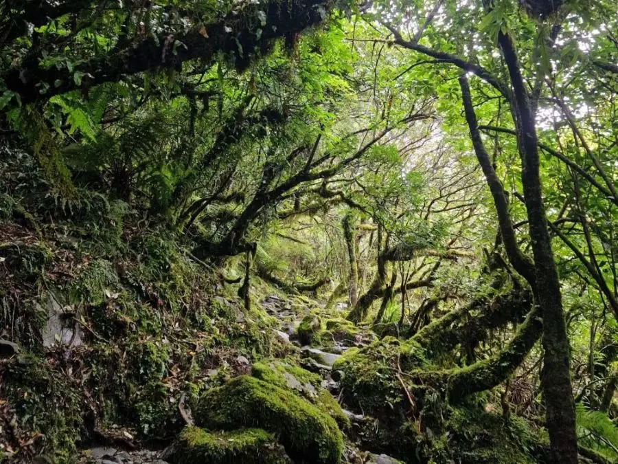 Walking through the lush rainforest on the Roberts Point Track leading to the Franz Josef Glacier viewpoint