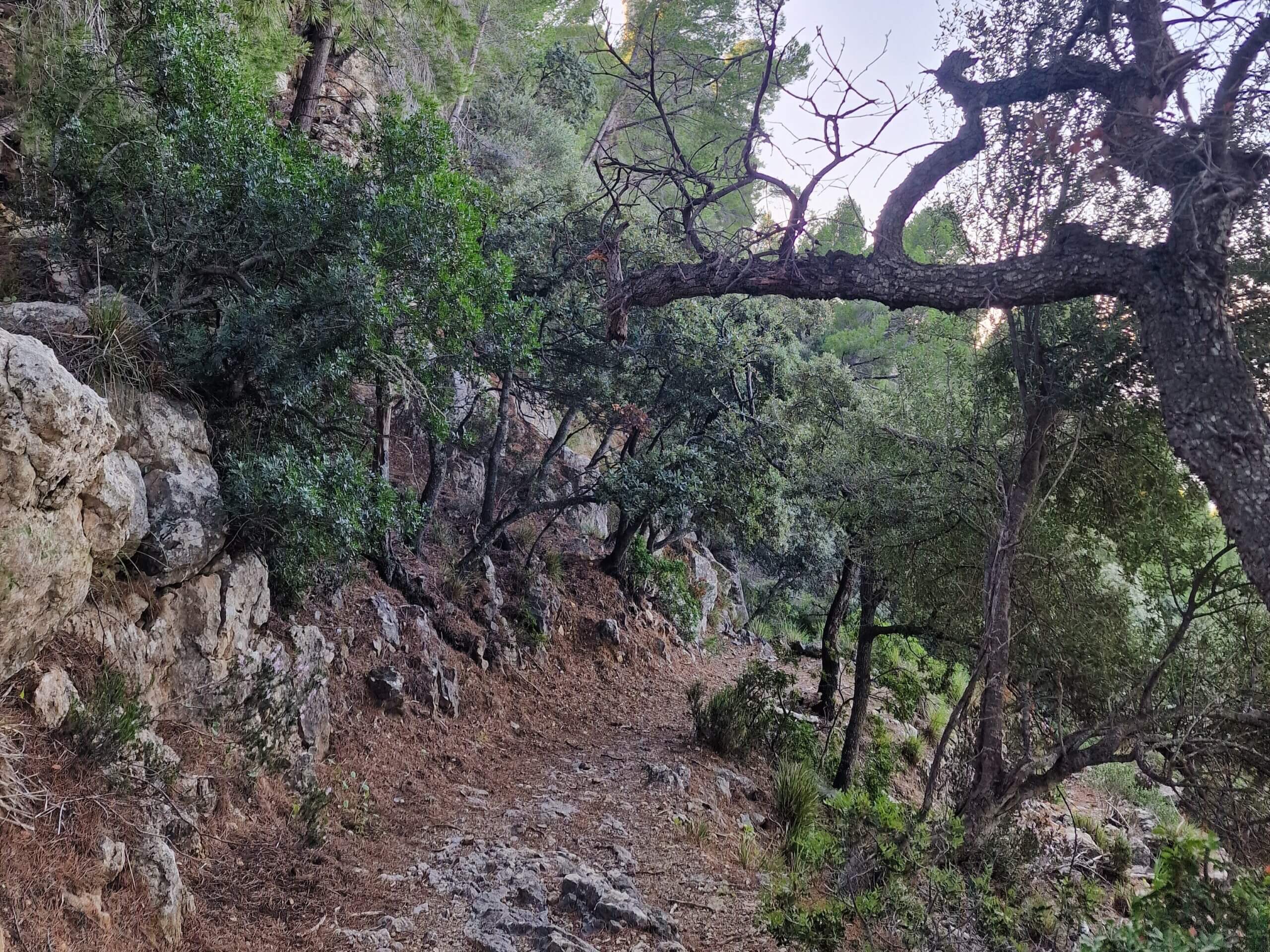 Caló de S’Estaca Coastal Hike Near Valldemossa, Mallorca