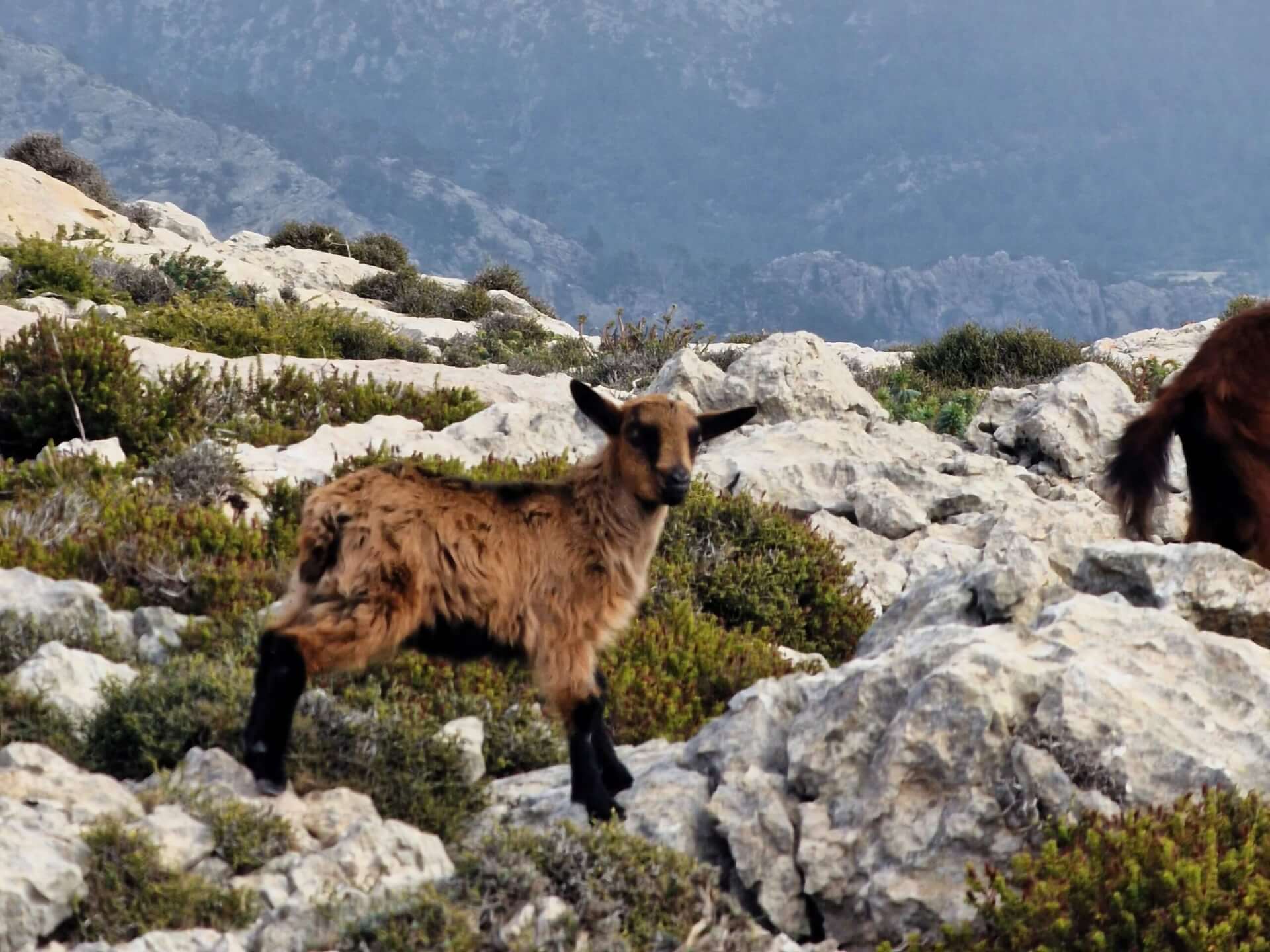 Mallorca’s Ultimate Hiking Trail: The Three Thousands from Cúber