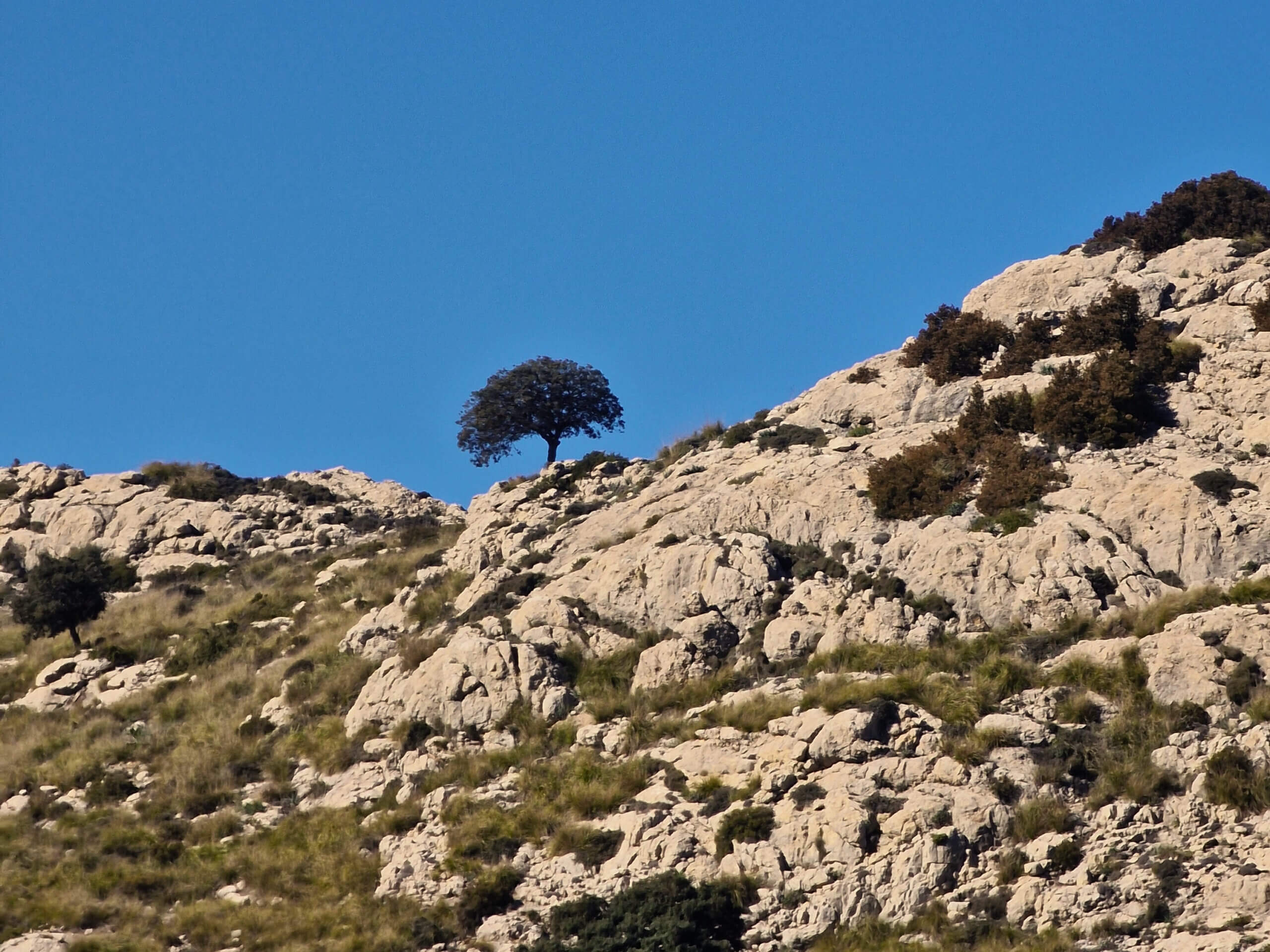 The Archduke's Trail: Must-Do Mallorca Hike from Valldemossa