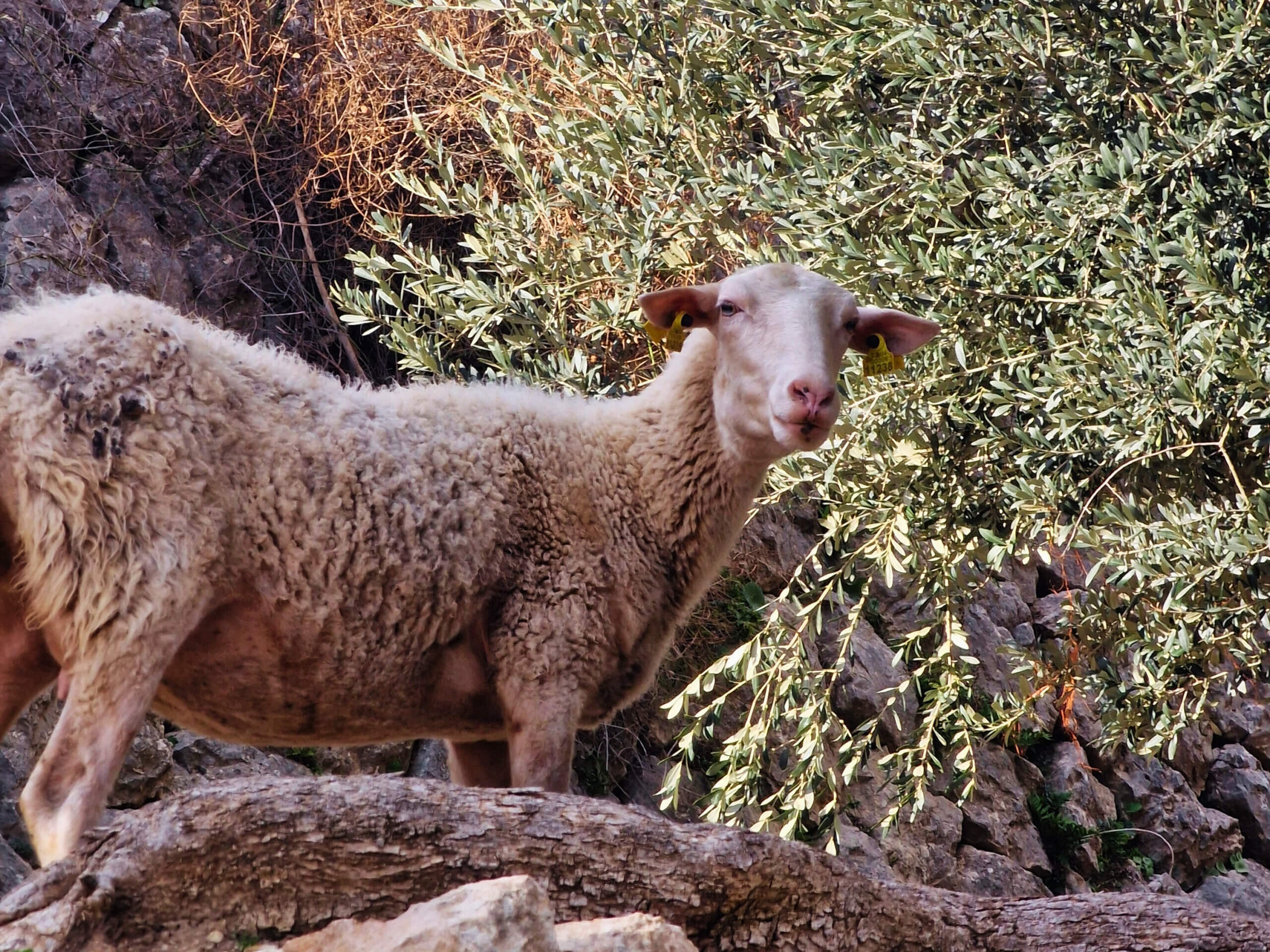 Castell d’Alaró Hike: Mallorca’s Legendary Castle Trail