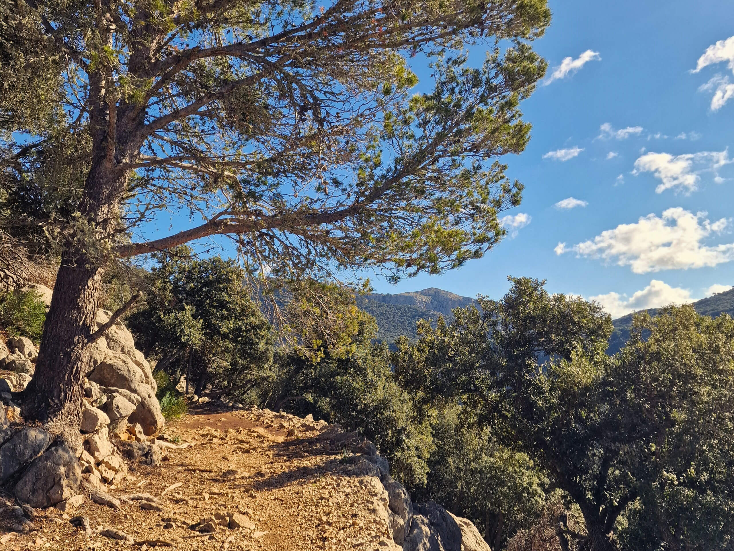 The Archduke's Trail: Must-Do Mallorca Hike from Valldemossa
