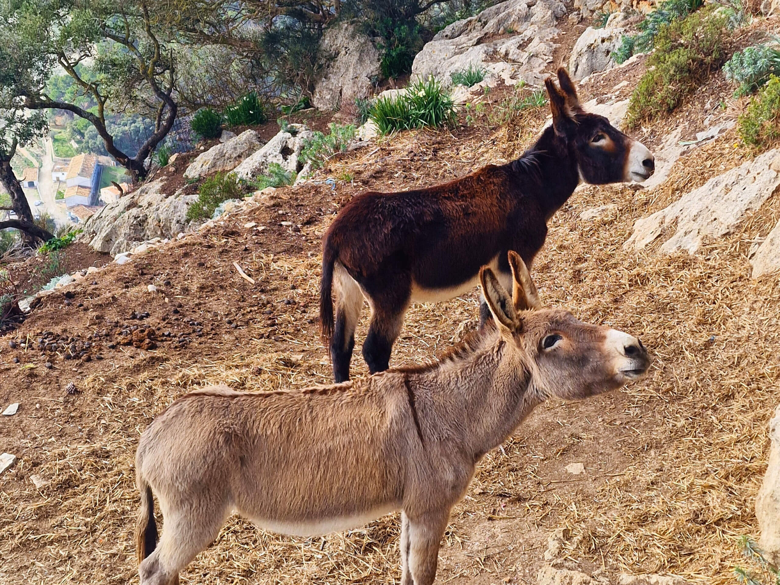 Castell d’Alaró Hike: Mallorca’s Legendary Castle Trail