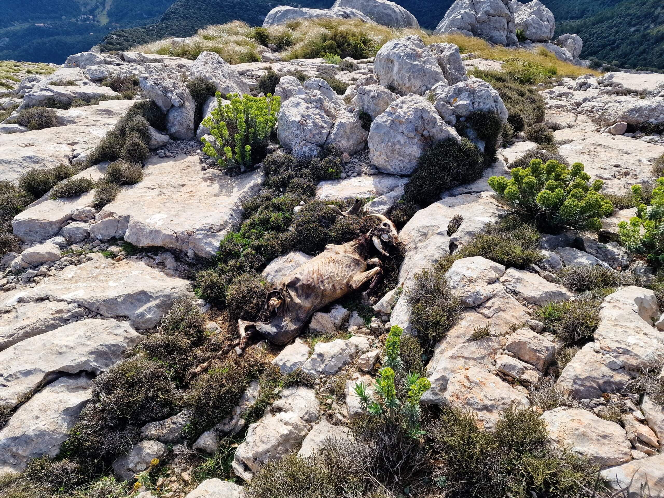 Puig de Massanella: Ultimate Mallorca Hiking Guide