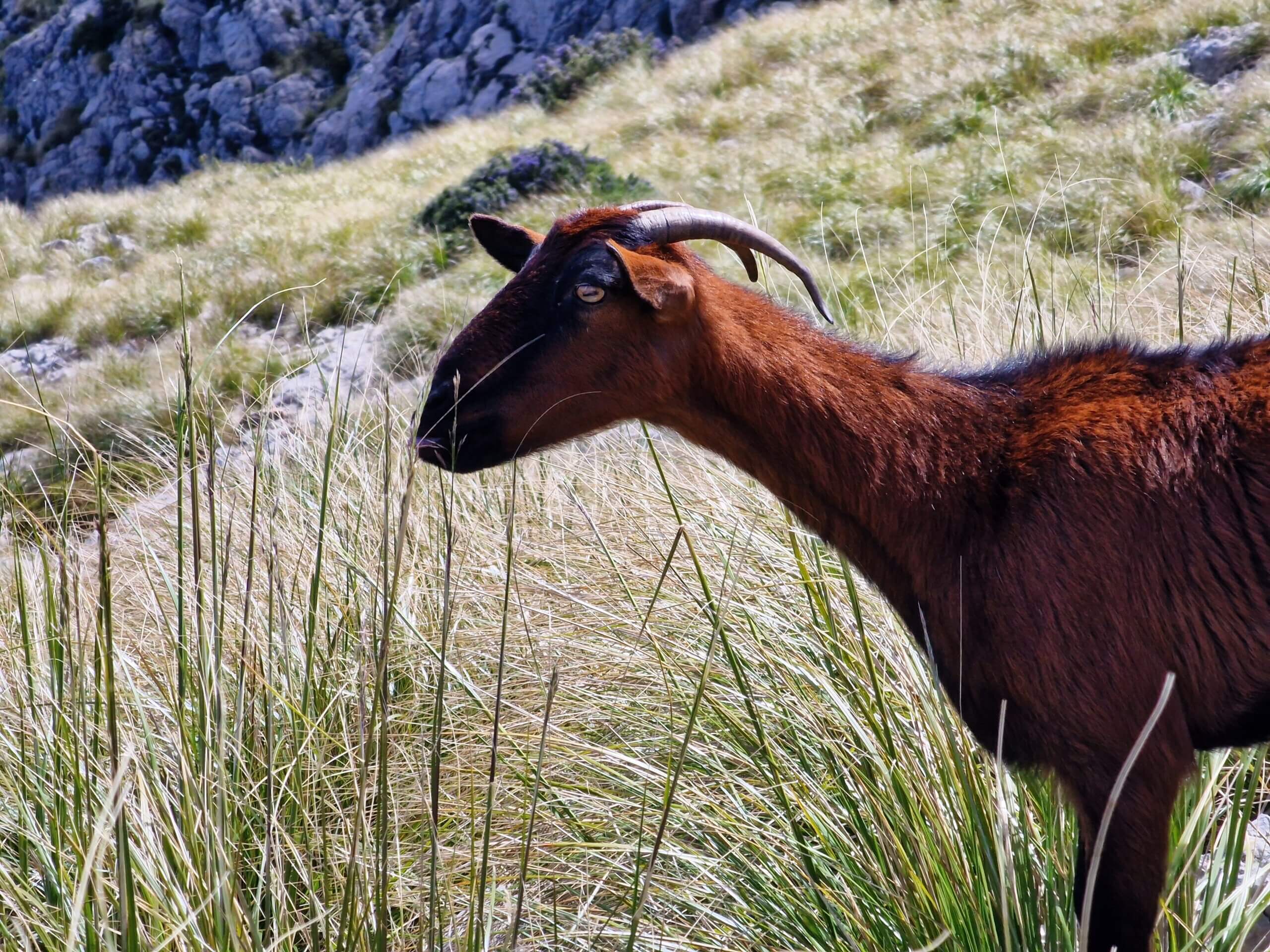 Puig de Massanella: Ultimate Mallorca Hiking Guide