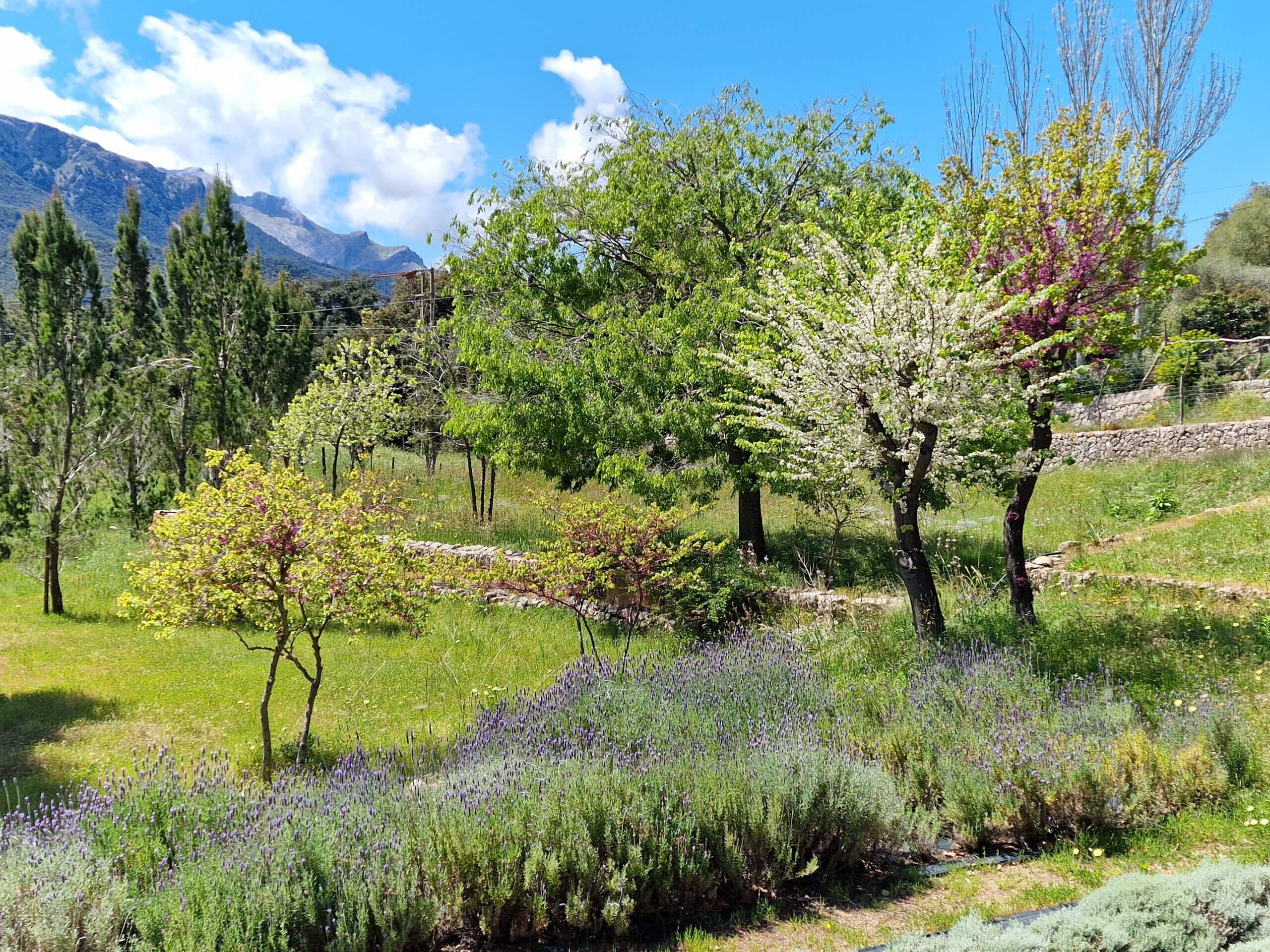 Why Puig Tomir Is One of the Best Hikes in Mallorca